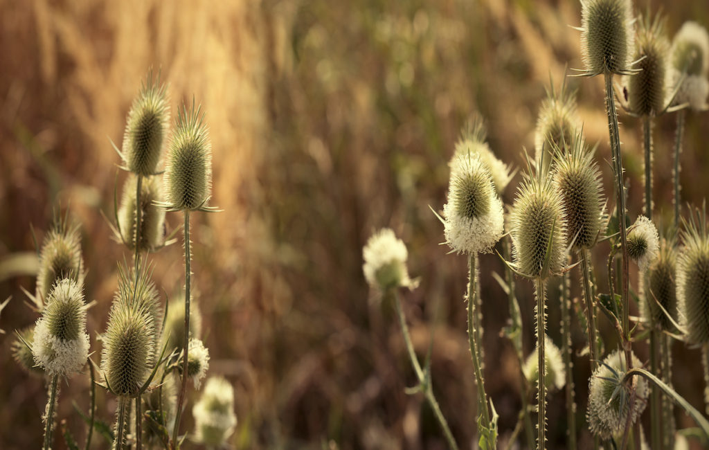 Dried flowers in a wheat field