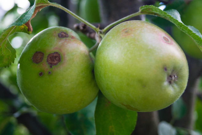 Green apples hanging from a tree with fungal infection