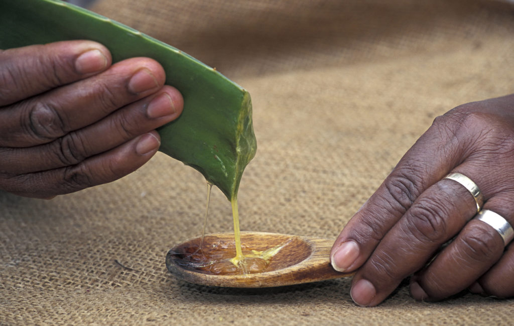 Close up of aloe vera juice being extracted from the plant