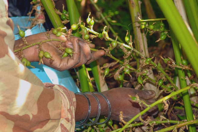 Woman harvesting cardamom