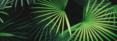 Close-Up Of Palm Leaf