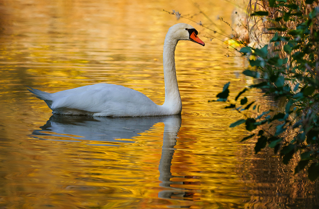 Side view of swan swimming in lake