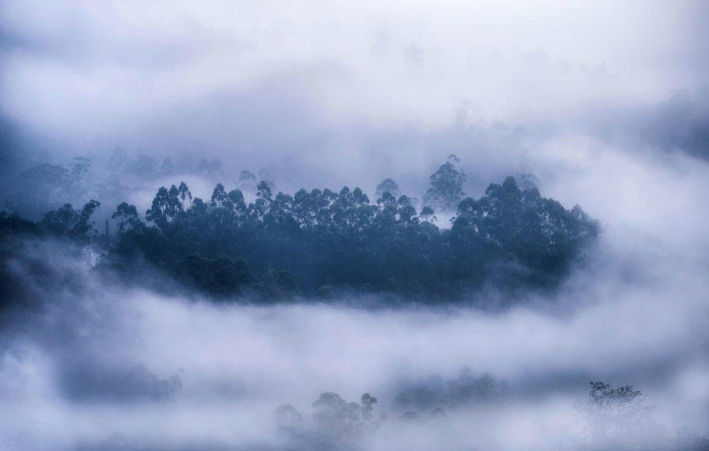 Low Angle View Of Trees Against Foggy Sky