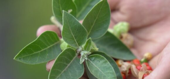 Ayurvedic Practitioner Program (AP)