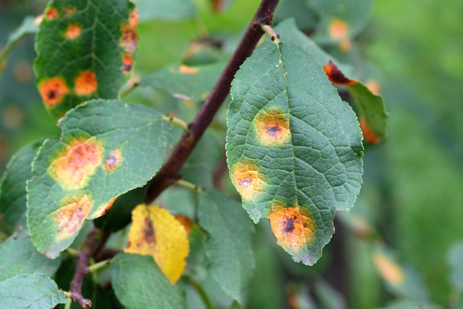 A leaf that is overcome with a fungus infection