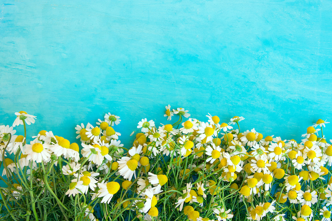 chamomile against a teal background|dandelions on a gray plate sitting on a wooden table