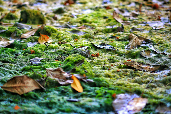 Close-Up Of Leaves Fallen On Field During Autumn